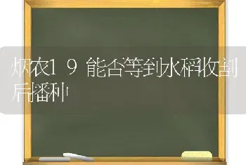 仔猪断奶诱食妙法 断奶后不掉膘