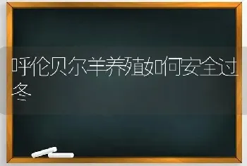 呼伦贝尔羊养殖如何安全过冬