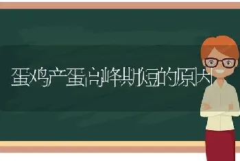 蛋鸡产蛋高峰期短的原因