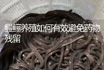 鳗鲡养殖如何有效避免药物残留