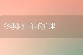 冬季奶山羊的护理