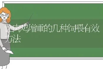 让肉鸡增重的几种饲喂有效方法