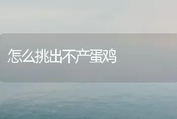 怎么挑出不产蛋鸡