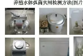 水产养殖水体弧菌实用检测方法