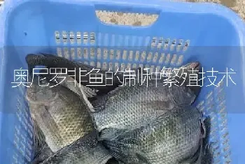 奥尼罗非鱼的制种繁殖技术