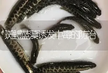 斑鳢蓝藻诱发中毒的防治