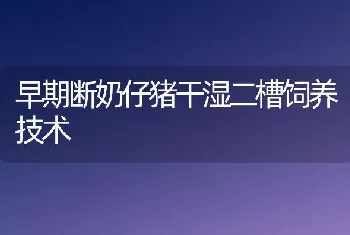 早期断奶仔猪干湿二槽饲养技术