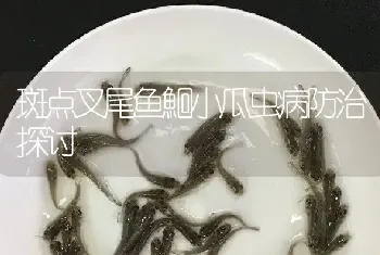 斑点叉尾鱼鮰小瓜虫病防治探讨