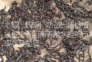 水蛭[蚂蝗]幼苗出售价格是多少?河南养殖水蛭的市场现状及前景