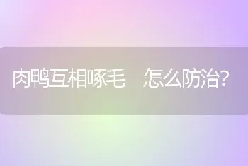 肉鸭互相啄毛 怎么防治?