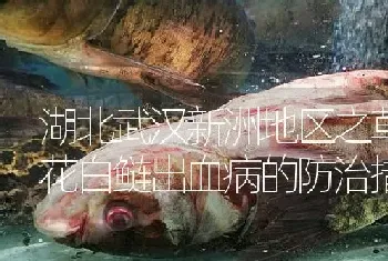 湖北武汉新洲地区之草鱼及花白鲢出血病的防治措施