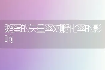 鹅蛋的失重率对孵化率的影响