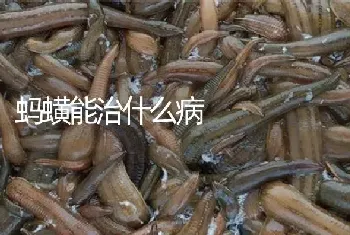 蚂蟥能治什么病