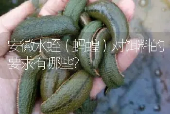 安徽水蛭(蚂蝗)对饵料的要求有哪些?