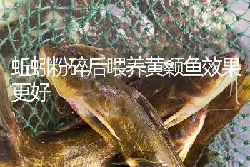 蚯蚓粉碎后喂养黄颡鱼效果更好