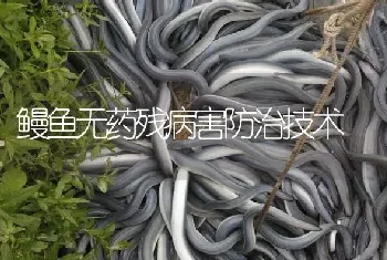 鳗鱼无药残病害防治技术