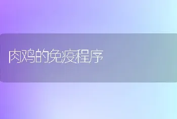 产蛋鸡管理的几项实用技术