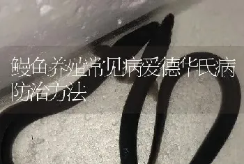 鳗鱼养殖常见病爱德华氏病防治方法