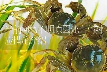 当前河蟹不明原因死亡与对应措施介绍