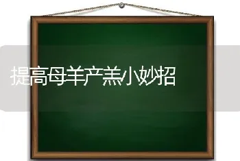 提高母羊产羔小妙招