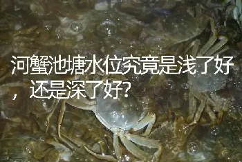 河蟹池塘水位究竟是浅了好,还是深了好?