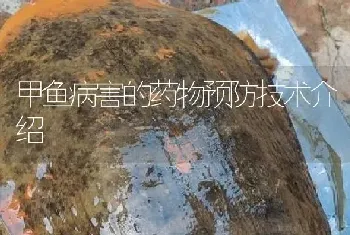 甲鱼病害的药物预防技术介绍