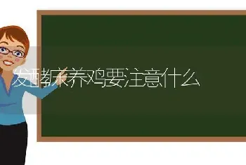 发酵床养鸡要注意什么