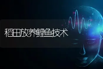 稻田放养鲤鱼技术