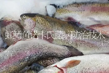 虹鳟鱼诺卡氏菌病防治技术