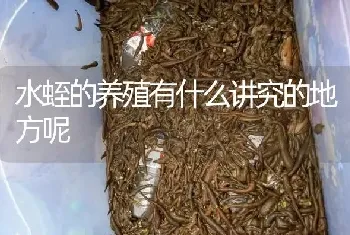 水蛭的养殖有什么讲究的地方呢