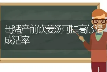 母猪产前饮姜汤可提高仔猪成活率