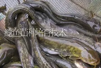 鲶鱼苗种培育技术