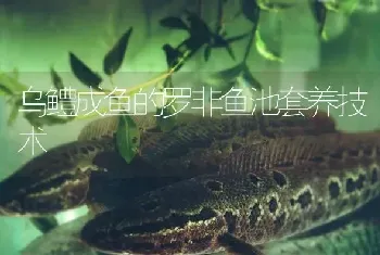 乌鳢成鱼的罗非鱼池套养技术