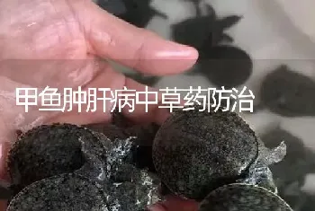 甲鱼肿肝病中草药防治