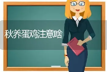 秋养蛋鸡注意啥