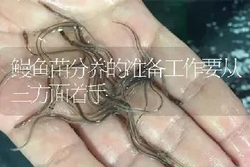 鳗鱼苗分养的准备工作要从三方面着手