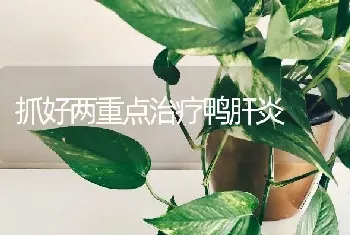 抓好两重点治疗鸭肝炎