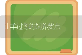 山羊过冬的饲养要点