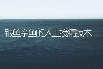 银鱼亲鱼的人工授精技术