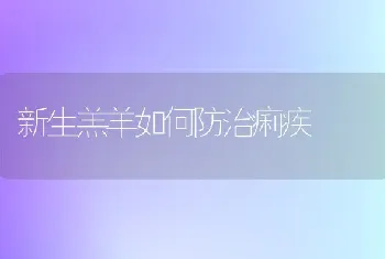 新生羔羊如何防治痢疾