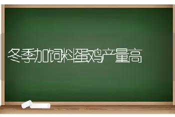 冬季加饲料蛋鸡产量高