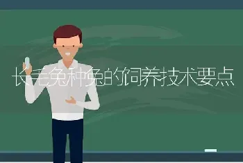 长毛兔种兔的饲养技术要点