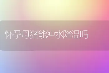 怀孕母猪能冲水降温吗