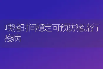 喂猪时间稳定可预防猪流行疫病