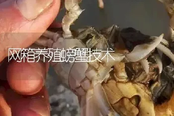 网箱养殖螃蟹技术