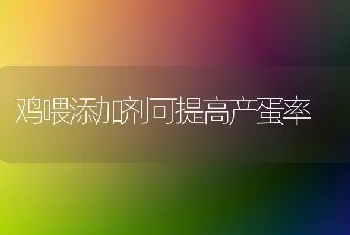 鸡喂添加剂可提高产蛋率