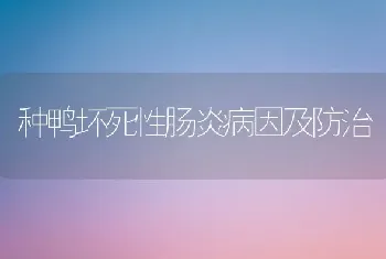 种鸭坏死性肠炎病因及防治