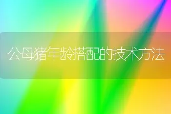 公母猪年龄搭配的技术方法