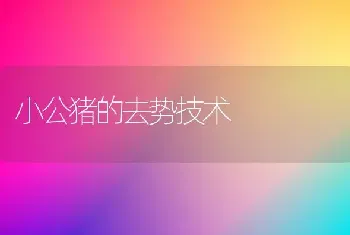 小公猪的去势技术