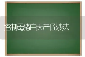 控制母猪白天产仔妙法